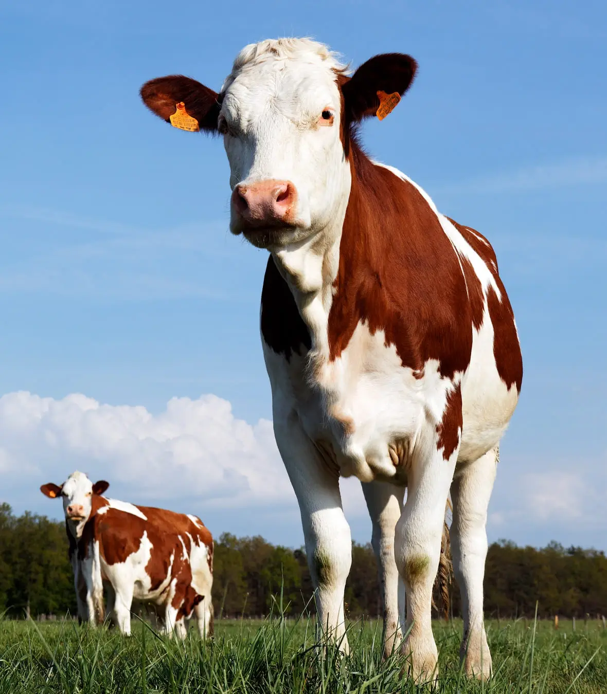Beef/Dairy Cattle