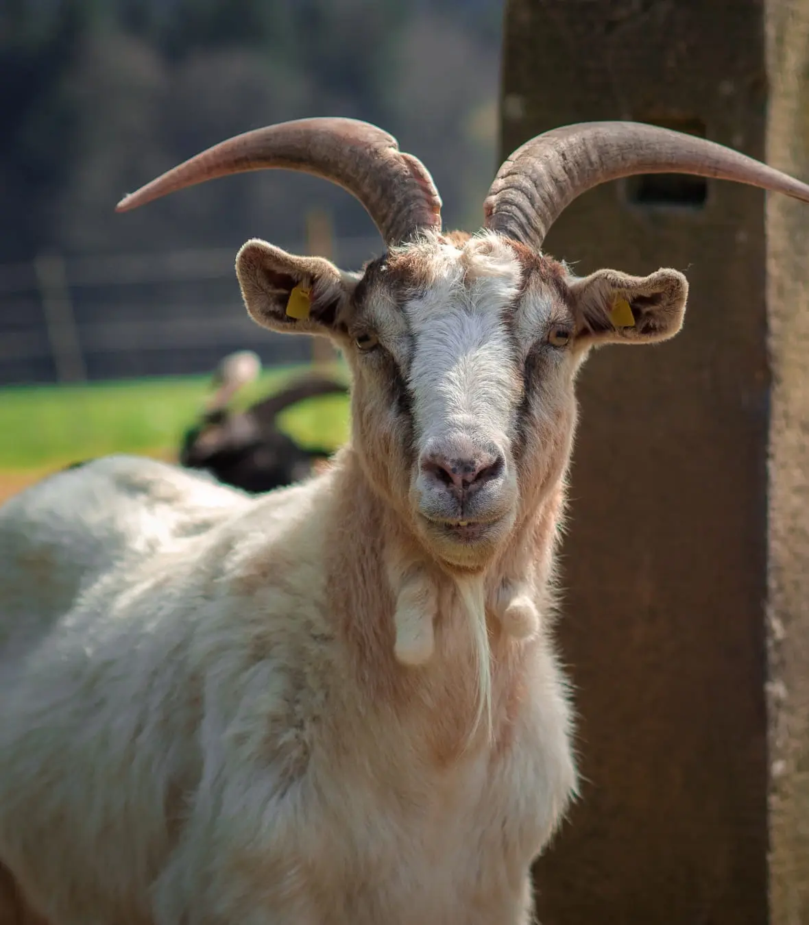 Sheep and Goats